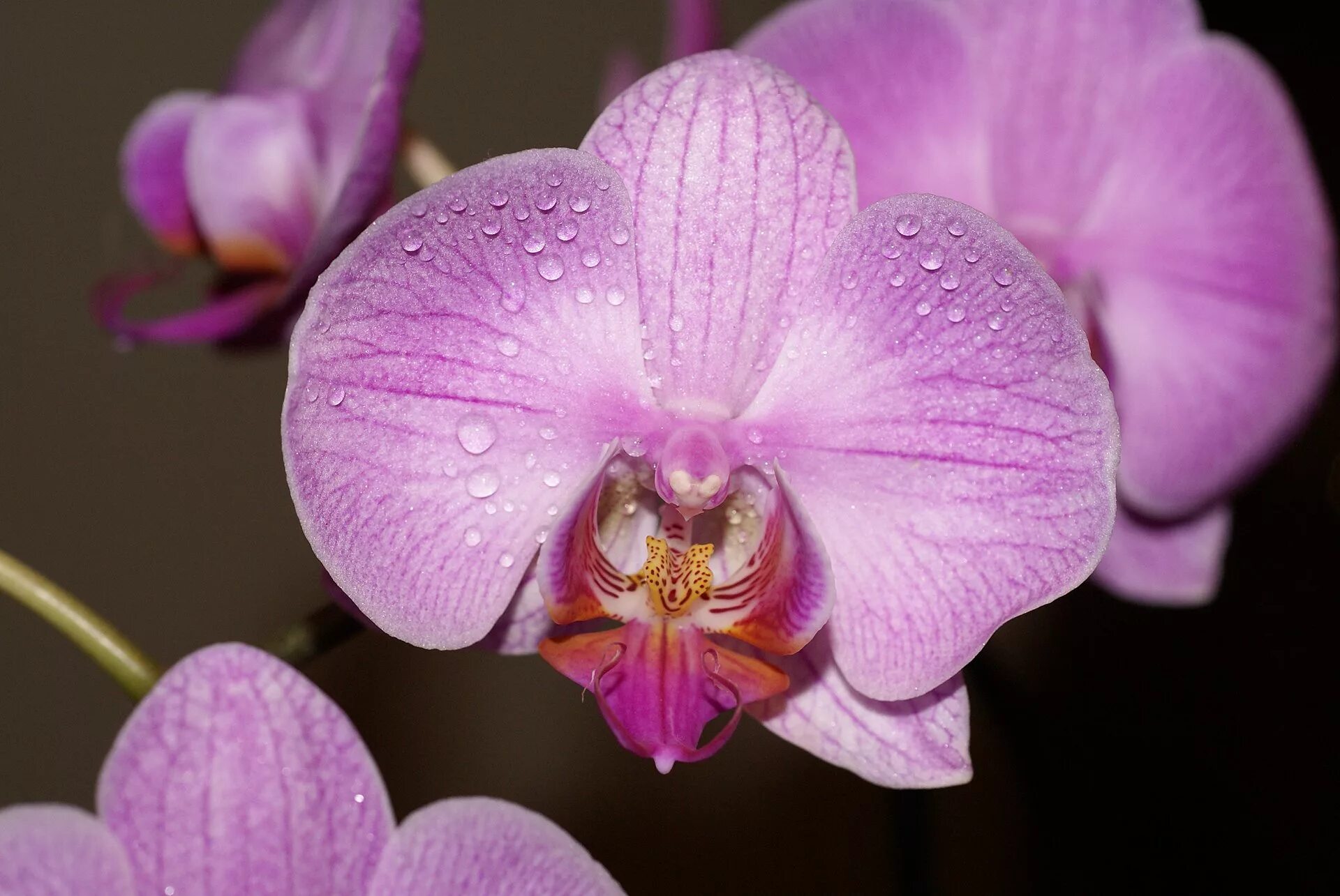 Орхидея срез. Орхидея фаленопсис. Фаленопсис Армион. Фаленопсис Примавера. Орхидея фаленопсис Армион.