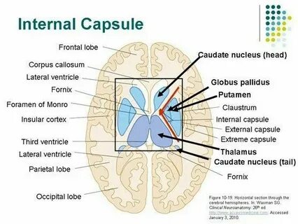 Internal d