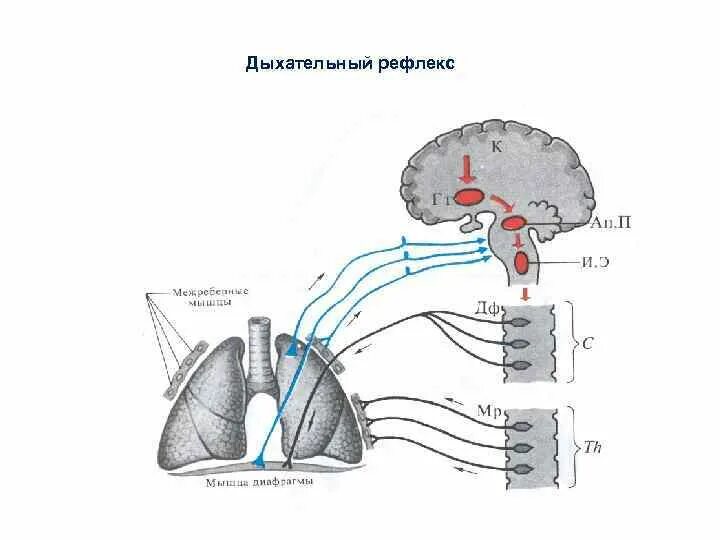 Защитные рефлексы дыхания. Схема рефлекса Геринга-Брейера. Рефлекторная дуга дыхательного рефлекса. Рефлекторная дуга дыхательного рефлекса Геринга. Рефлекторная дуга дыхательного рефлекса схема.