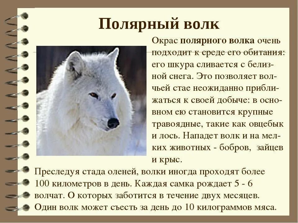 Полярный волк где находится на карте. Полярный волк информация для детей. Информация о белом волке. Полярный волкпризинтацыя. Описать волка.