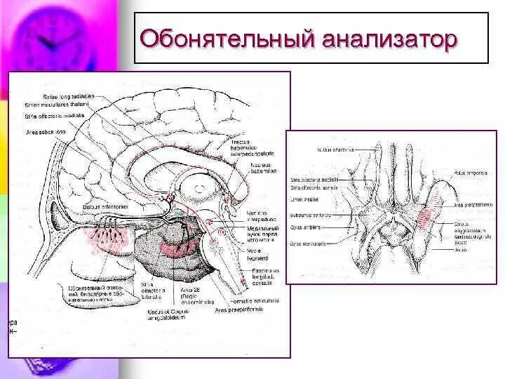 Обонятельный ход. Проводящий путь обонятельного нерва. Путь обонятельного анализатора схема. Обонятельный нерв схема. Ход обонятельного нерва схема.