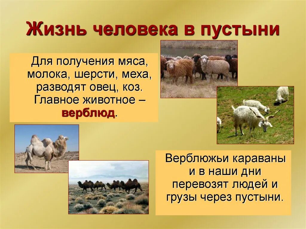 Основное занятие населения зоны пустынь. Занятия людей пустыни. Занятия населения пустынь. Хозяйственная деятельность пустыни. Занятия населения в пустыне.