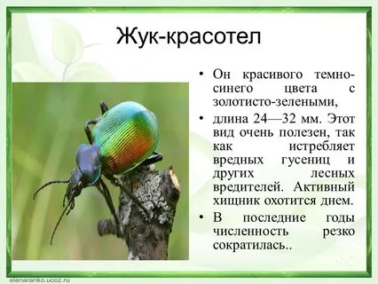Жук красотел в красной книге