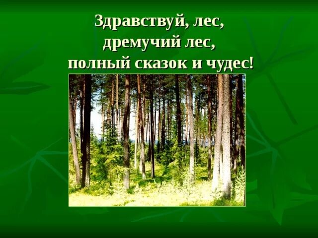 Здравствуй лес дремучий лес полный сказок и чудес. Здравствуй лес. Лес полный сказок и чудес. Дремучий лес, полный сказок и чудес..