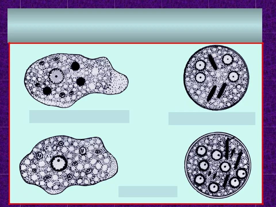 Морфология дизентерийной амебы. Строение цисты кишечной амебы. Дизентерийная амеба (Entamoeba histolytica). Кишечная амеба (Entamoeba coli). Жизненные формы амебы