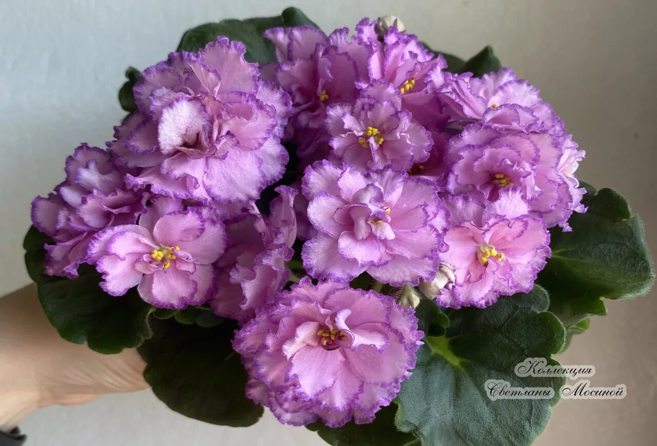 фиалка ек берегиня. фиалка ек описание. фиалка ек берегиня. фиалка ек дитя солнца. фиалка ек блистательная кармен.