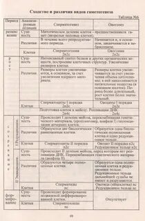 Сравнительная таблица сперматогенеза и овогенеза