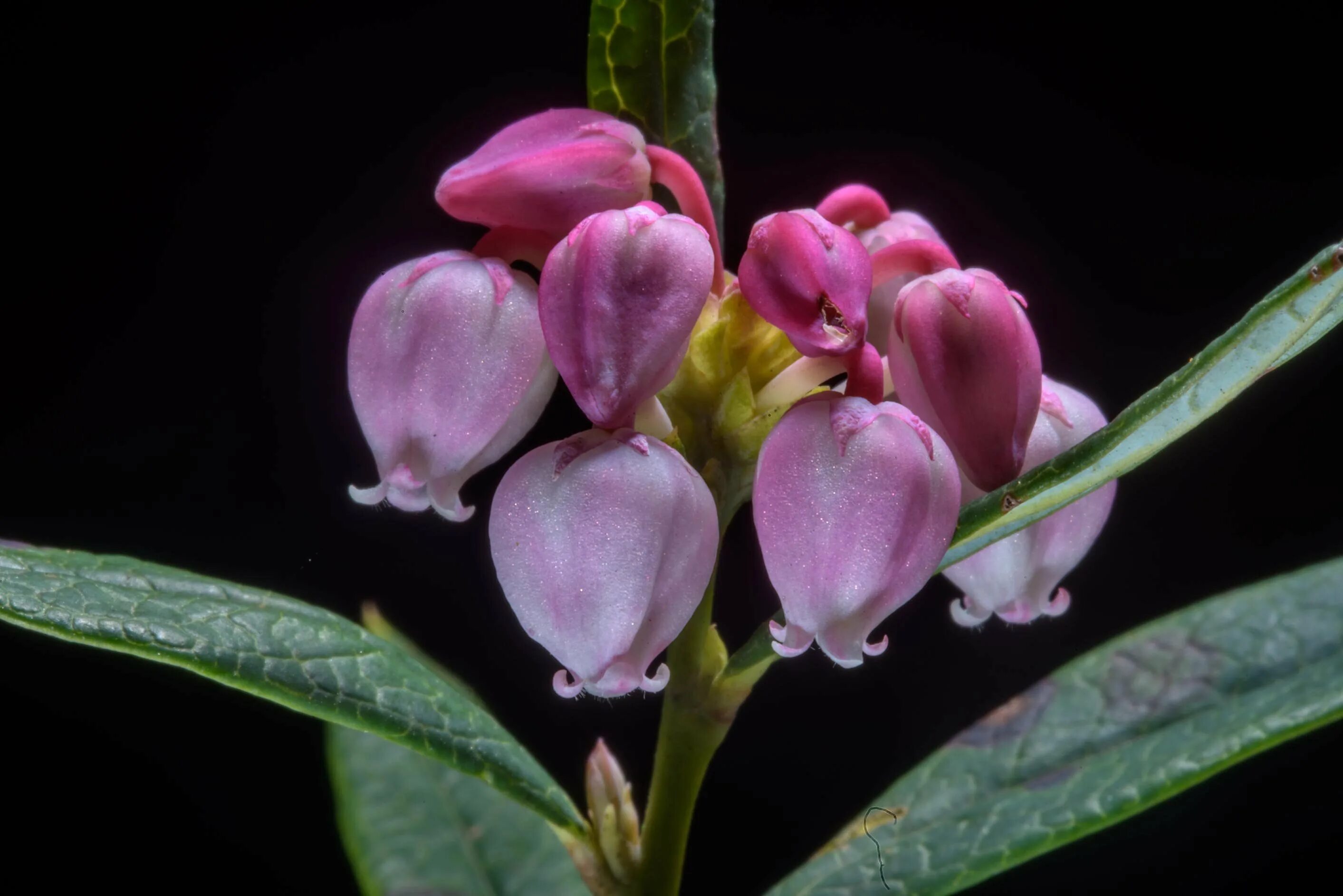 Сорт андромеда. Подбел андромеда. андромеда glaucophylla. андромеда / подбел обыкновенный компакта. подбел многолистный.