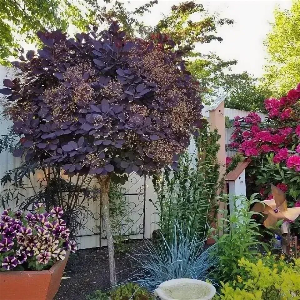 Allium Cottage garden, Scent garden, Garden inspiration