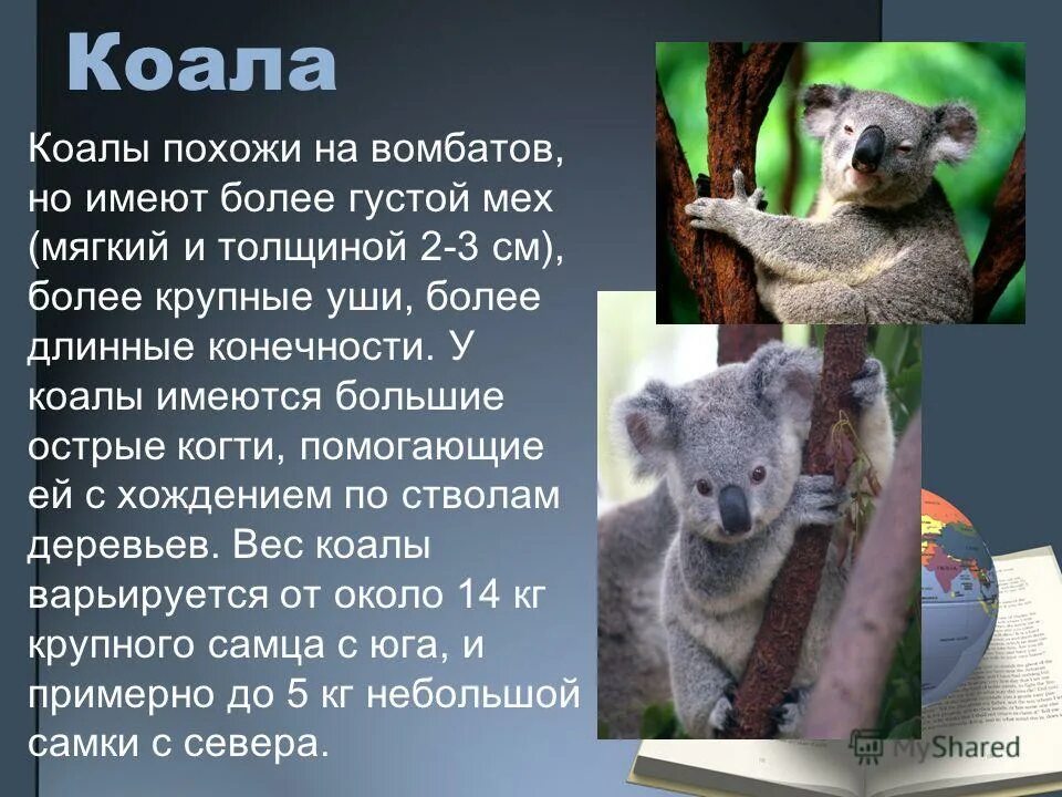 коала. пейзаж с коалами. млекопитающие коала. коала с мамой. карликовая коала.