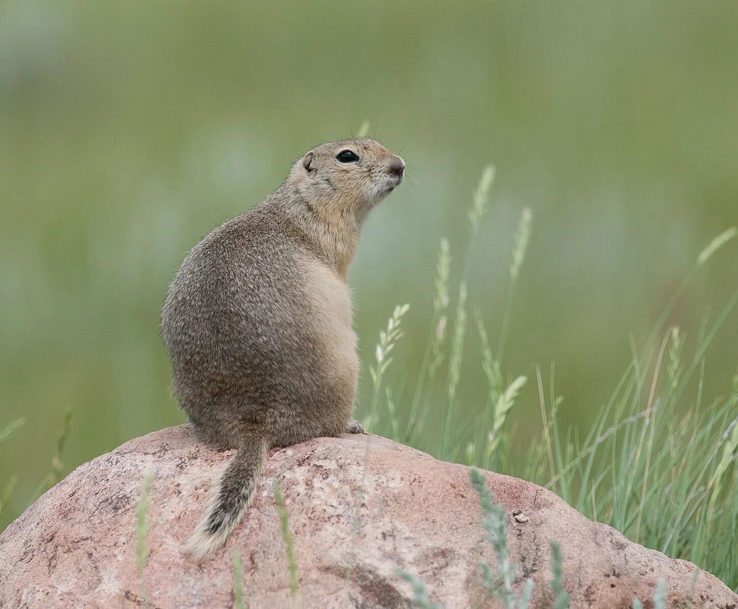 Тонкопалый суслик. Суслик Степной. Крапчатый суслик. Большой суслик (Spermophilus Major). Год суслика