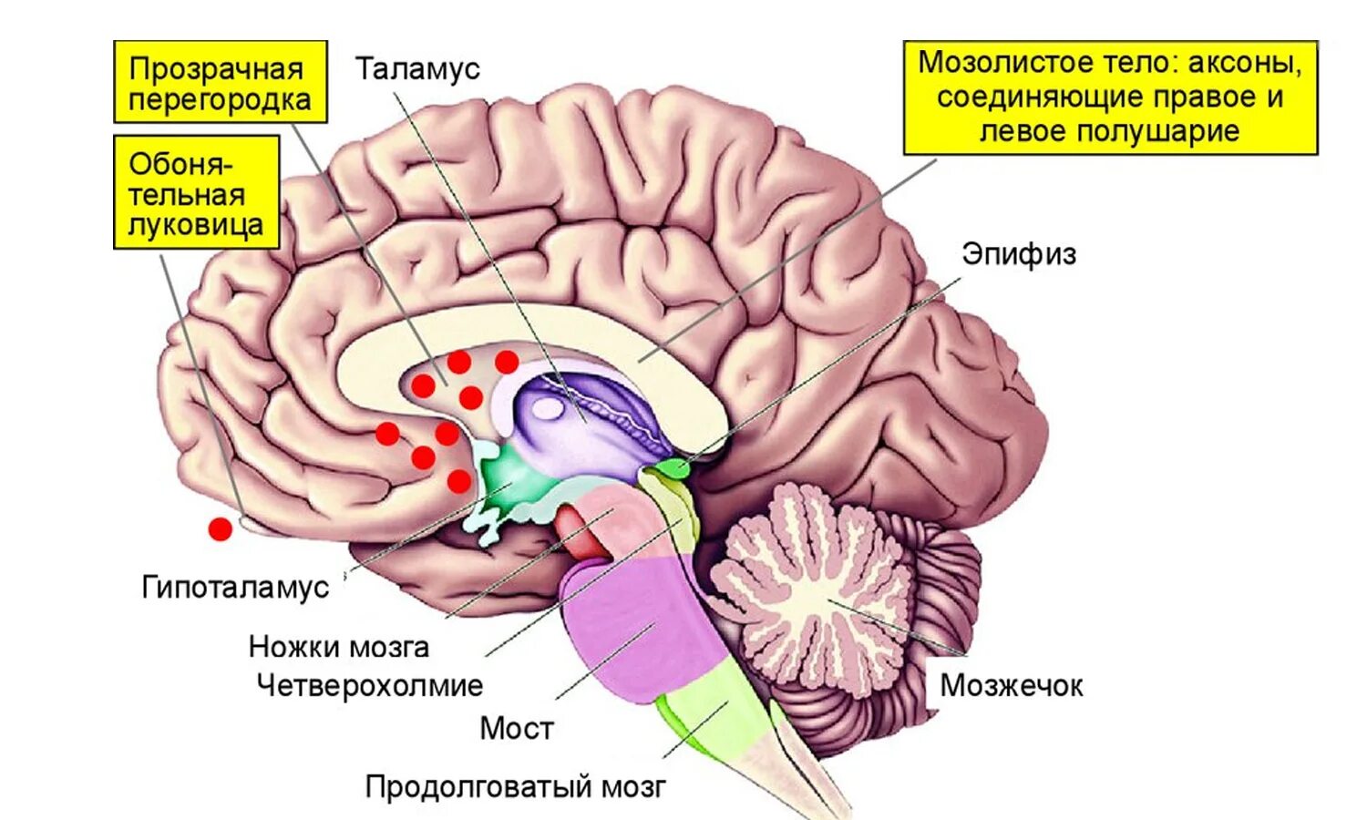 Мозги на ножках