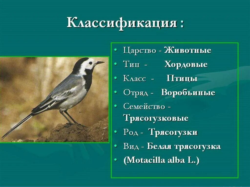 Птицы класс отряд семейство. Трясогузка белая систематика. Систематика животных птицы. Тип и царство птиц. Царство Тип класс отряд вид птиц.