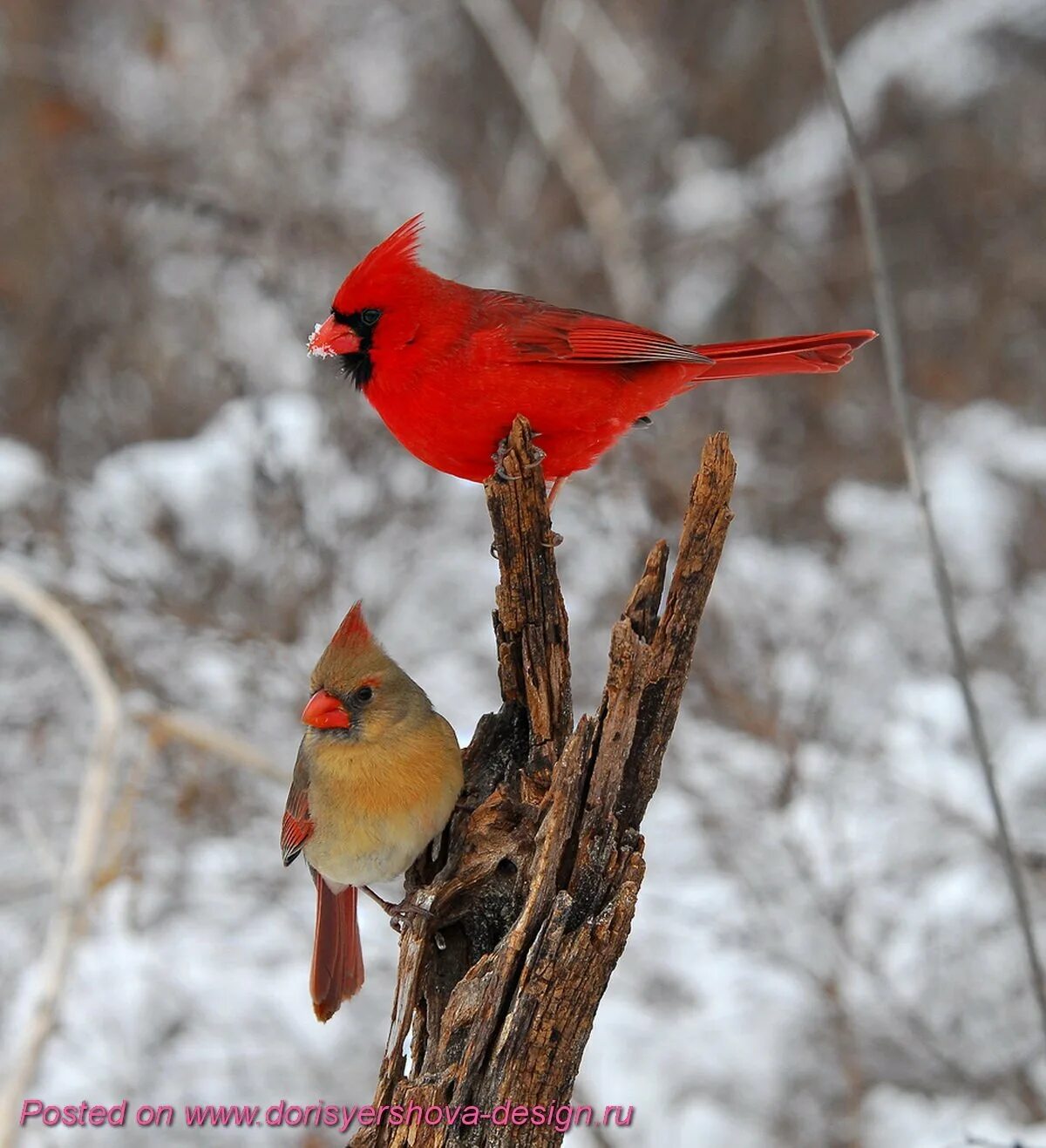Свиристель красный. Свиристель и красный Кардинал. Снегирь Кардинал. Красноперый Кардинал. Красный Кардинал птица самка.