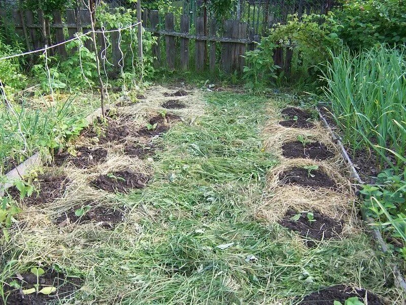 Зеленая земля в огороде что делать. Мульчирование междурядий малины. Сидераты пырей. Мульчирование малины компостом. Мульчирование скошенной травой.