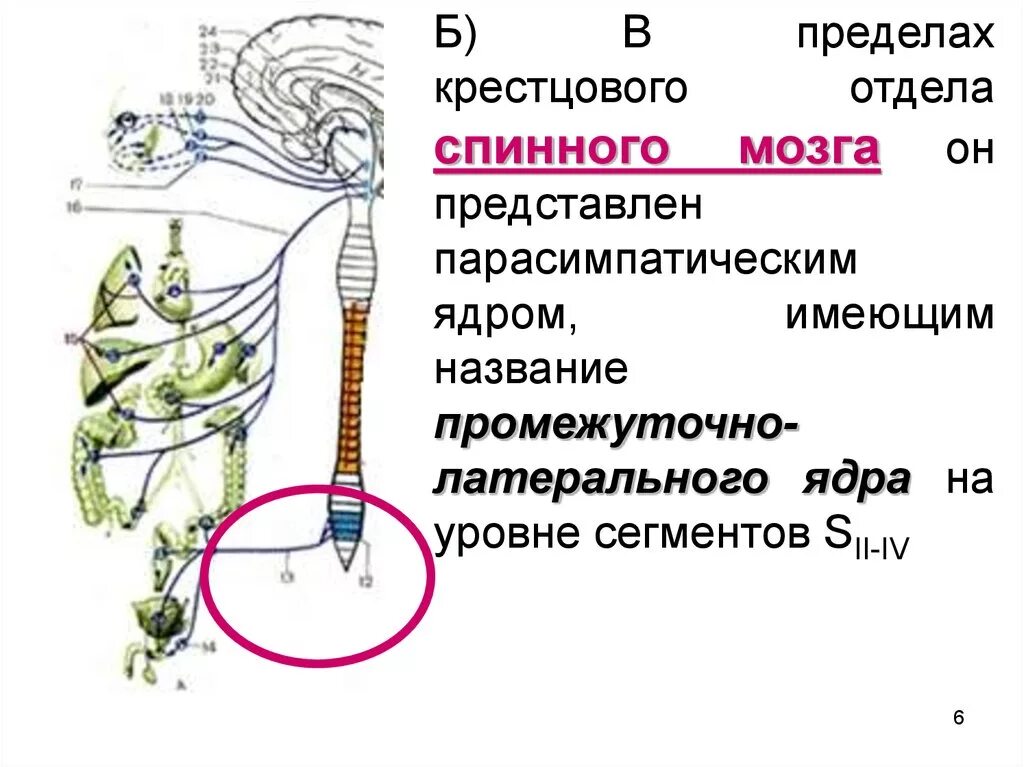 Ядра парасимпатической отдела вегетативного отдела нервной системы. Кресцовые парасимпатичекте яднат. Парасимпатическая нервная система крестцовый отдел ядра нервов. Крестцовые парасимпатические ядра. Вегетативным является ядром