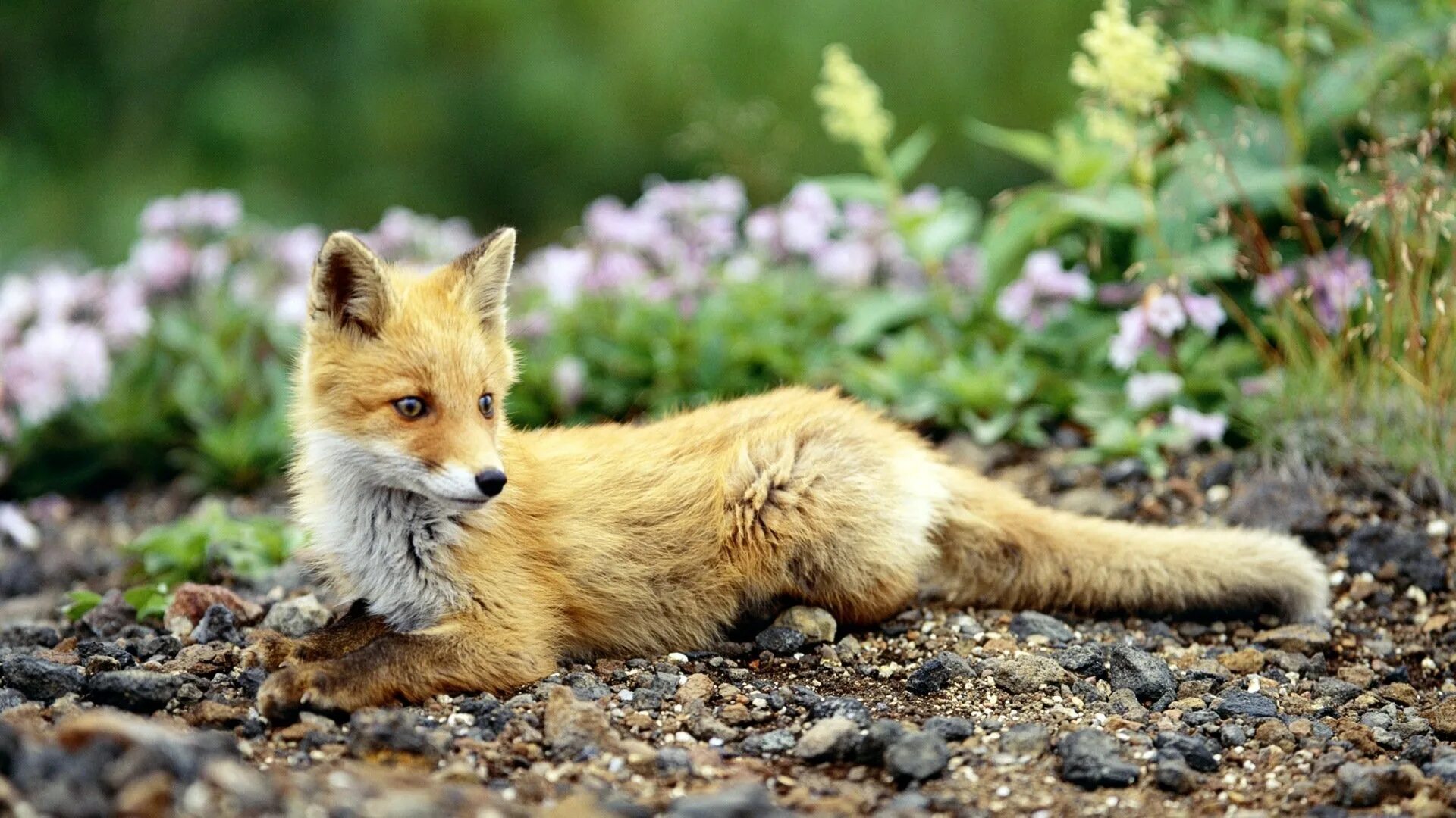 Хвойная лиса. Лисица Хоккайдо. Красивая лиса. Милые лисички. Лиса в природе.