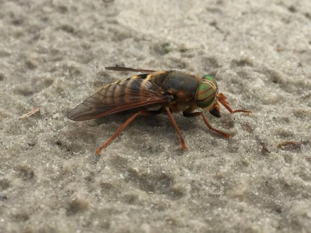 Овод полосатый. Слепень Tabanus chrysurus. Полосатый слепень. Слепень полуденный.