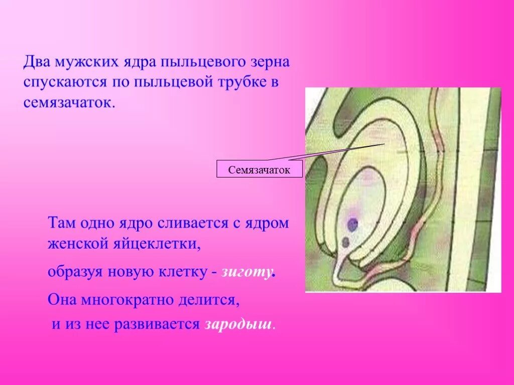 Как изменится количество семязачатков. Ядро пыльцевой трубки. Ядро клетки пыльцевой трубки. Строение семязачатка. Ядро клетки пыльцевой трубки некоторого цветкового.