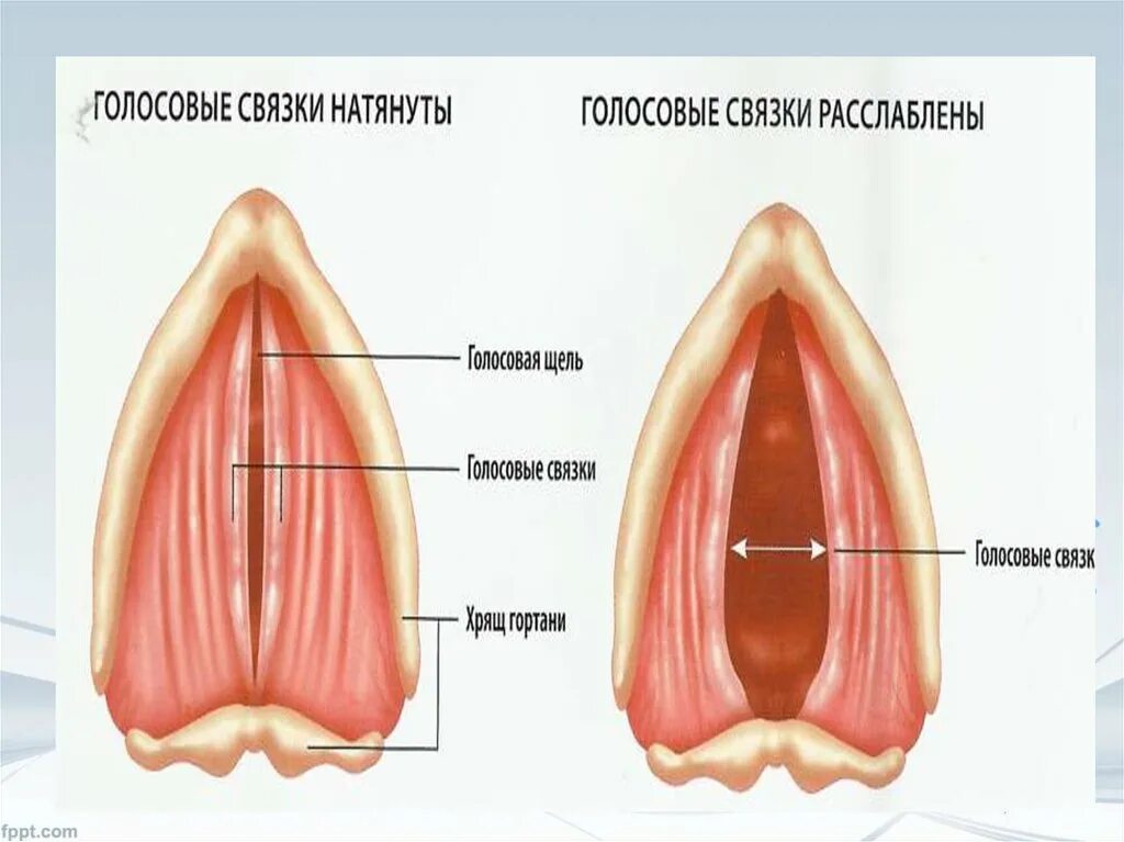 Строение голосовых связок. Строение голосовых складок. Голосовые связки и голосовая щель. Голосовые связки анатомия. Мышцы голосовых связок