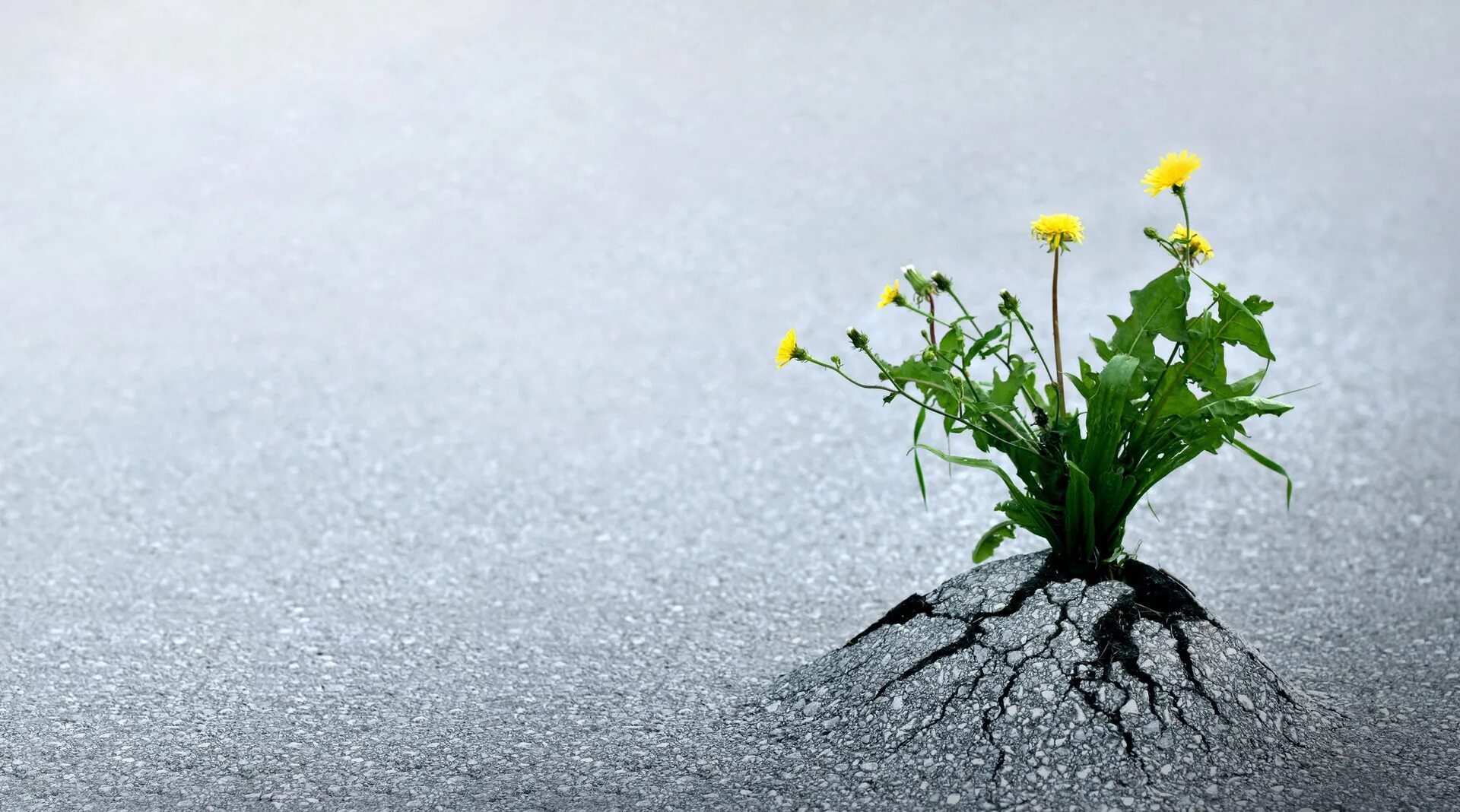 илья глазунов цветок сквозь асфальт. цветок растет всю жизнь. ростки зелени. одуванчик сквозь асфальт. цветок растет всю жизнь.