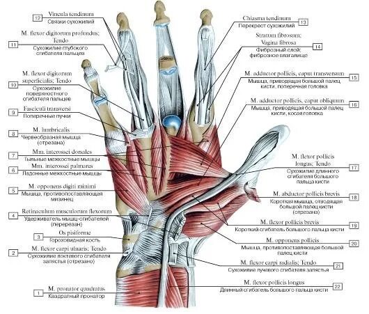 Анатомия кисти мышцы и сухожилия. Мышцы действующие на кистевой сустав. Анатомия кисти человека мышцы и связки. Мышцы кисти анатомия строение.