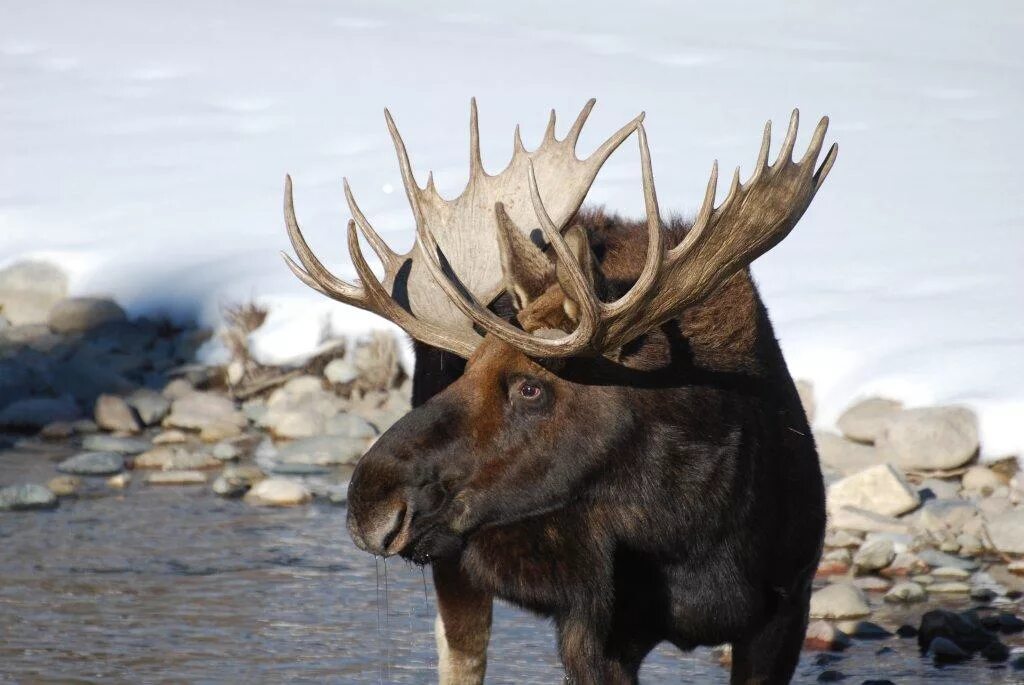 Лоси против. Elk vs Moose. Лось против оленя. Moose Elk разница. Лось и человек.