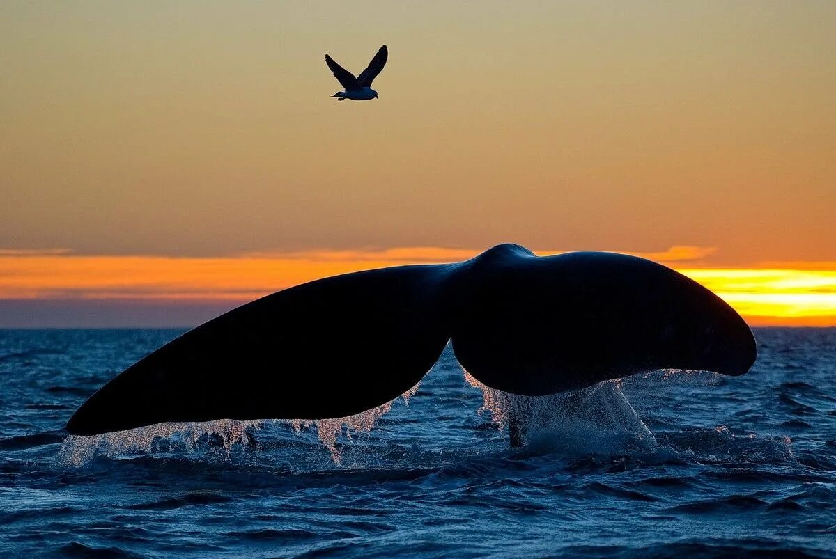 Кит-Касатка. Кит Кашалот Касатка. Кит Горбач хвост. Красивый кит.