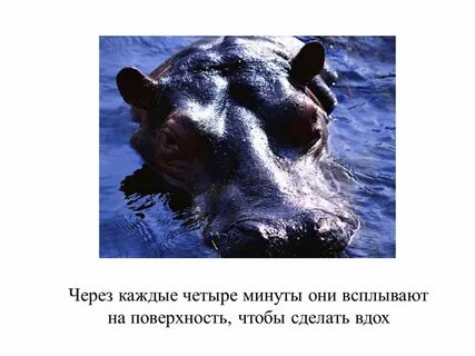 Скорость бегемота на суше