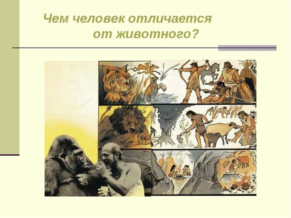 Несколько отличий человек от животного. Чем человек отличается от животного. чем животные отличаются от человека. на заре человечества. чем человек отличается от животного 4 класс.