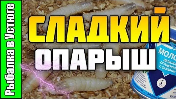 Как очистить опарыша от запаха. Хранение опарыша для рыбалки. разводим опарышей для рыбалки.