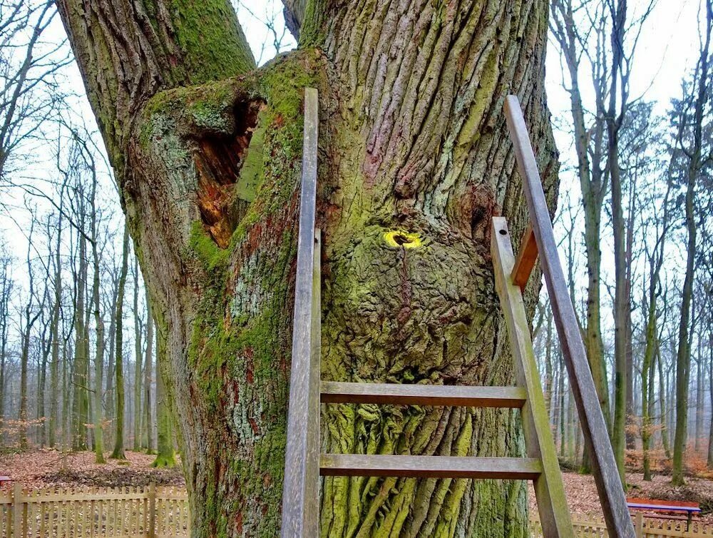 Дерево 6 метров. Дерево 6 мм. A Wooden Ladder on the Tree. Hole in the Tree.
