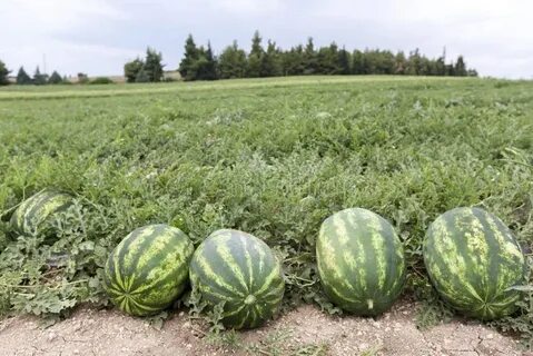Как называется поле где выращивают арбузы
