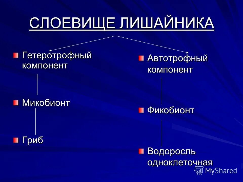 Тип питания дождевого червя гетеротрофный или автотрофный. Тип питания дождевого червя гетеротрофный или автотрофный
