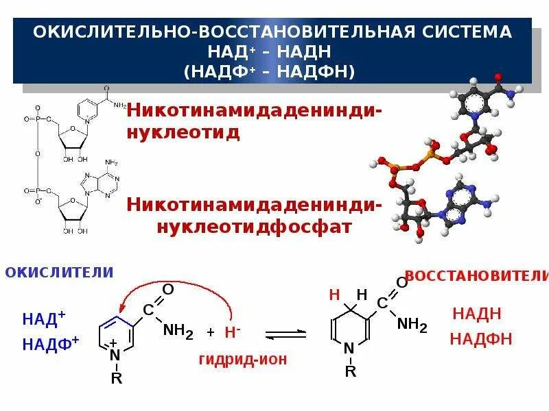 Участвуют в реакциях окисления. Над+ кофермент реакции. Коферменты окислительно-восстановительных реакций над+. Кофермент НАДН. Над и НАДФ ОВР.