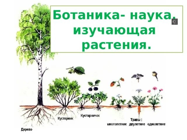 Какие разделы изучает ботаника. Ботаника наука о растениях. ботаника изучает растения. ботаника многообразие растений. наука изучающая растения.