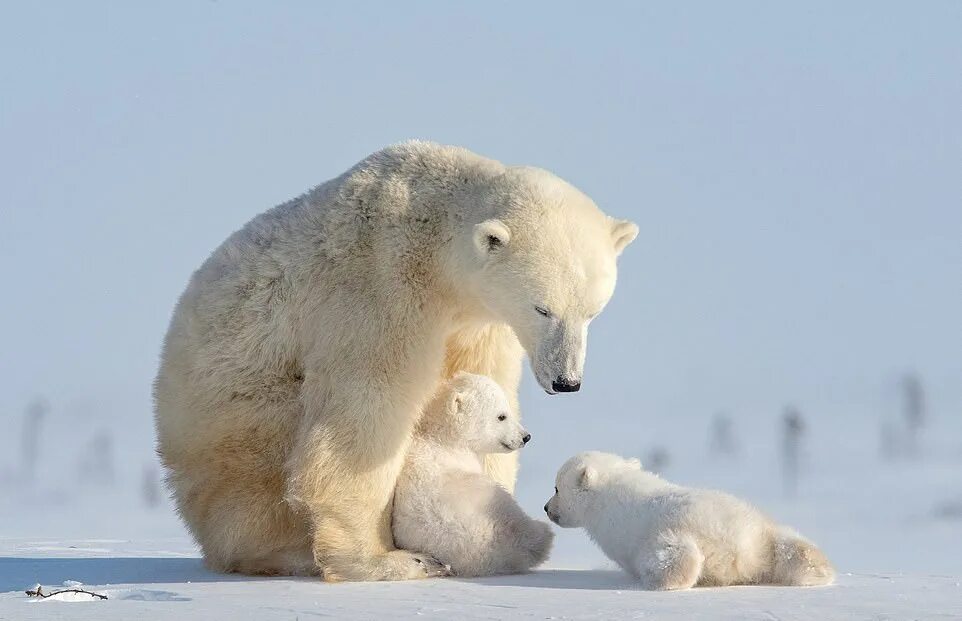 Белый медведь (карско-баренцевоморская популяция). Популяция белых медведей. Белый медведь (лаптевская популяция). Белые медведи сколько их. Где живут белые медведи.
