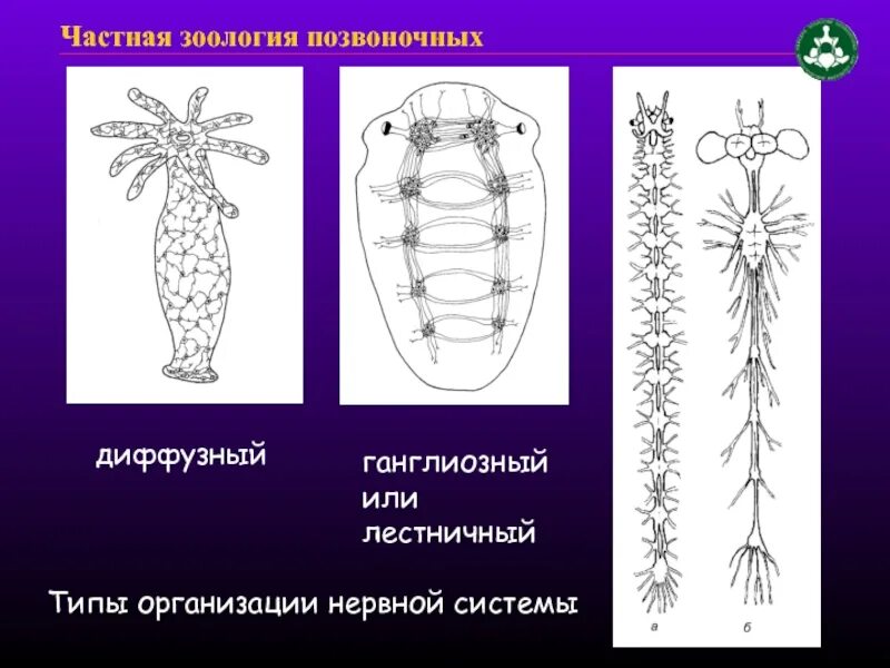 Типы нервной системы Узловая трубчатая. Нервная система лестничного типа. Нервная система диффузно-узлового типа. Ганглиозный Тип нервной системы.