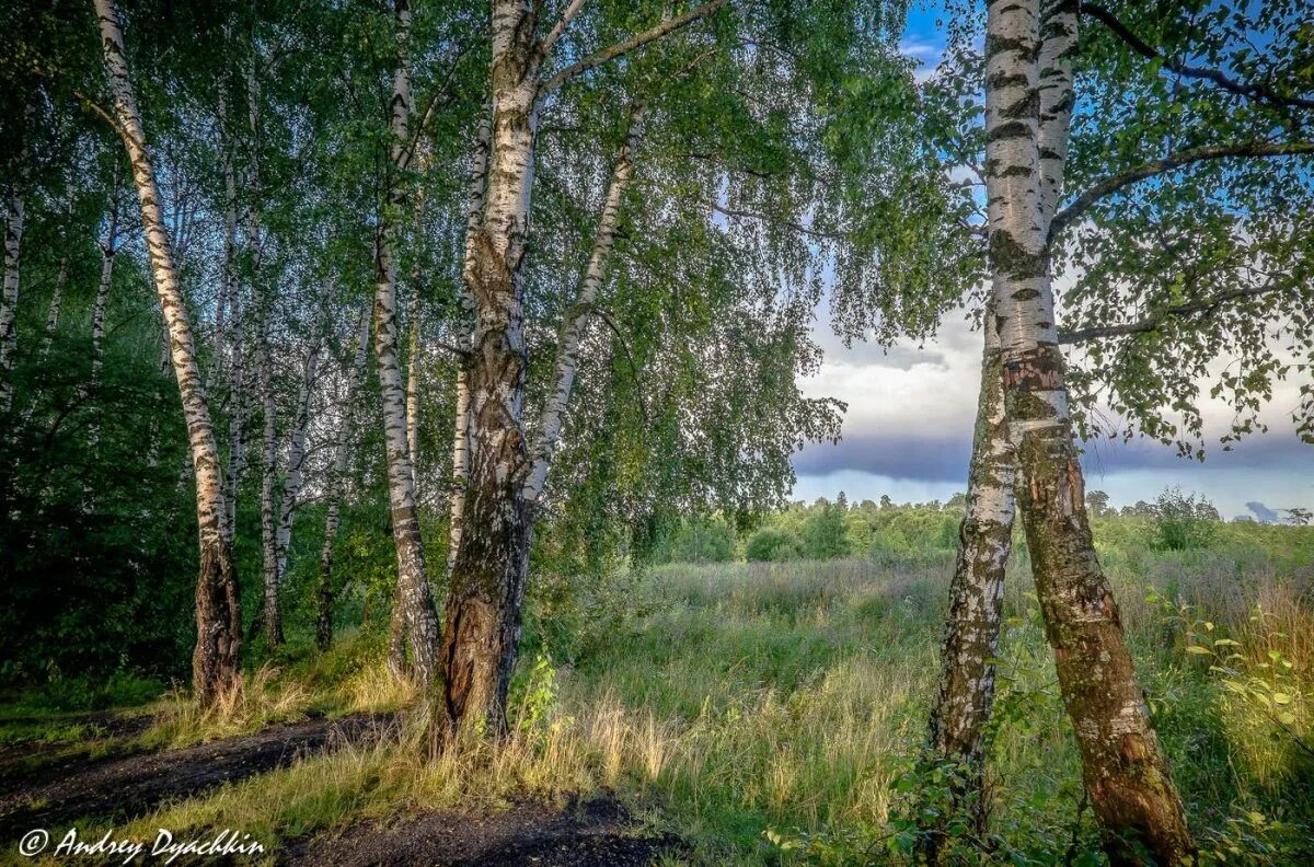 Заросли кончились. Черная береза Сузун. Уральская береза. Кудрявая береза. Березы Южного Урала.