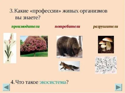 Живых организмов вы знаете