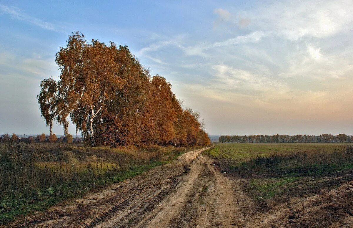 В родных местах дорога. Степной бурьян. Сельская дорога в России. Просторы России. Пыльная дорога в деревне.