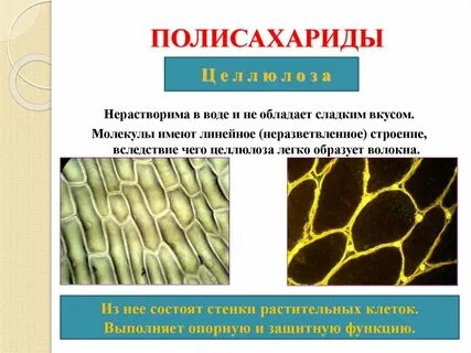 Полисахарид клеточной стенки