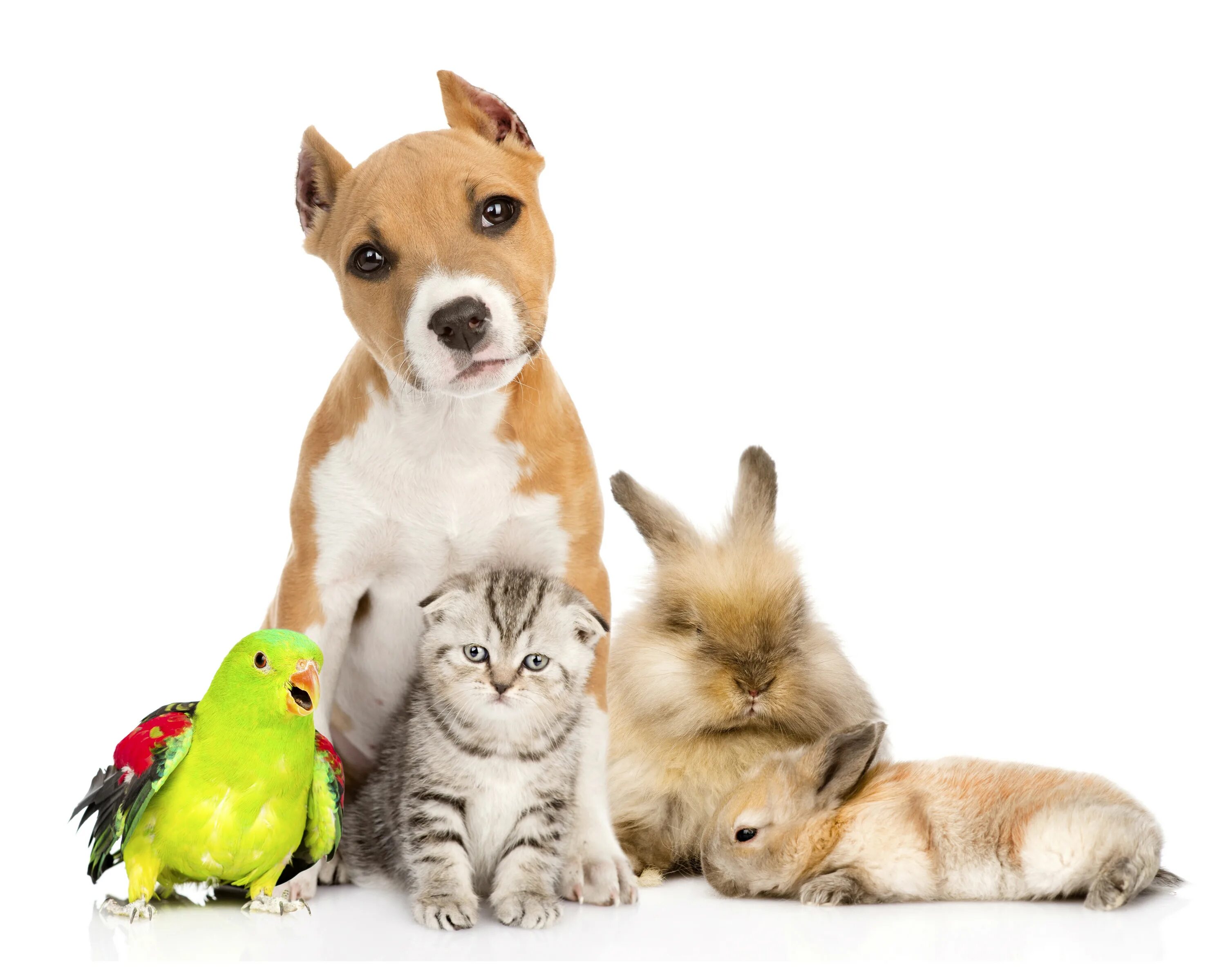 мейн-кун. коты и собаки отдельно. много домашних животных. 4 собачки 1 кошечка. 4 собачки 1 кошечка.