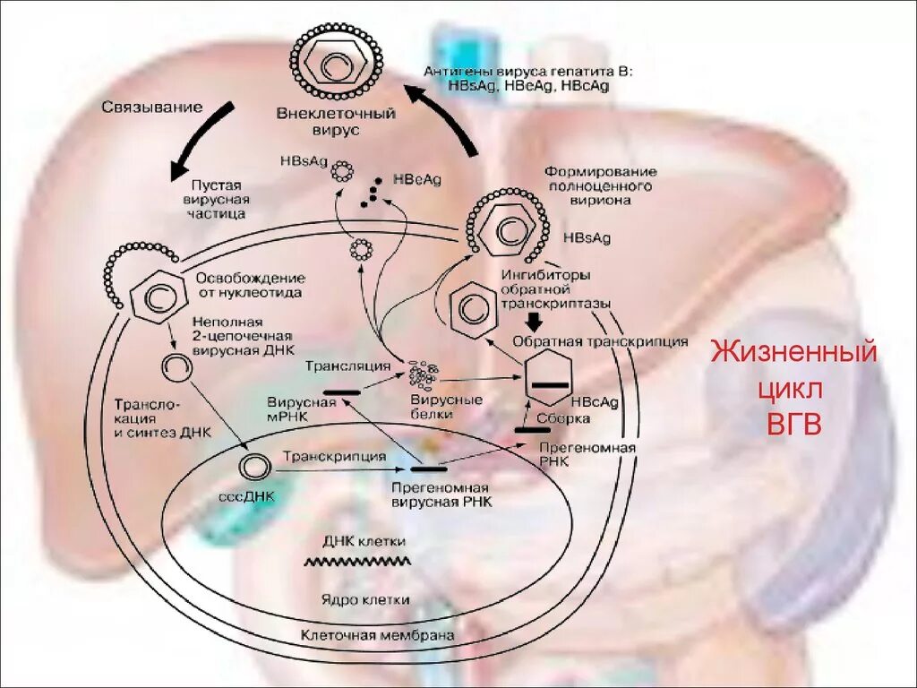 Интегративный гепатит. Схема жизненного цикла вируса гепатита в. патогенез вируса гепатита в. патогенез вирусного гепатита в схема. схема заражения человека вирусным гепатитом.
