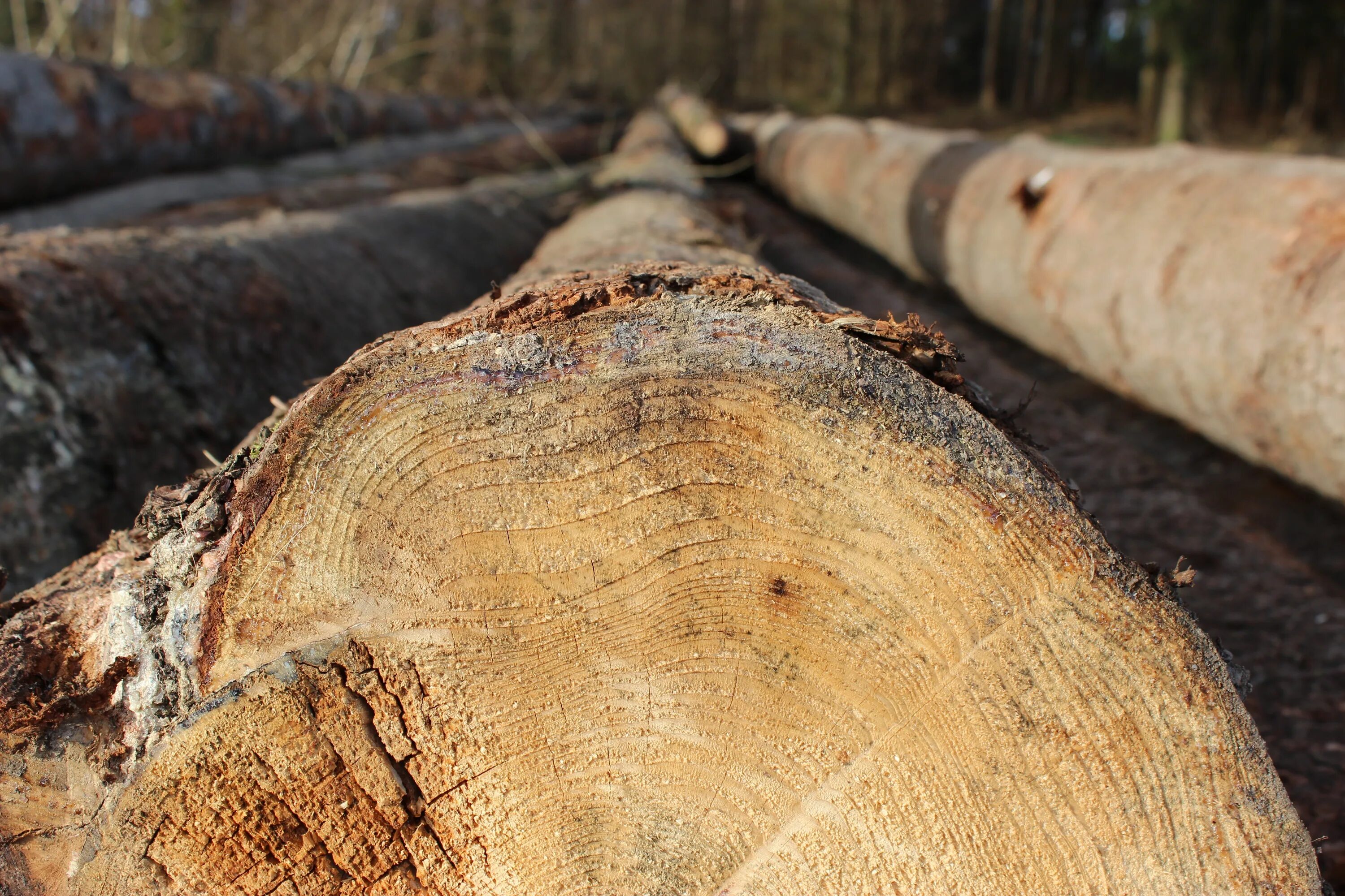 Saw trees. Ствол дерева вырубленный. Заготовка дерево ствол. Рубка дерева на палена. Ствол дерева лесорубы.