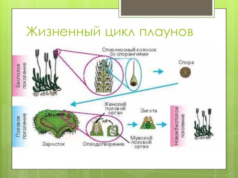 Плауновидные развитие. Жизненный цикл плауна булавовидного схема. Цикл развития плауна схема. Цикл развития плауна булавовидного схема. Развитие плауна булавовидного схема.