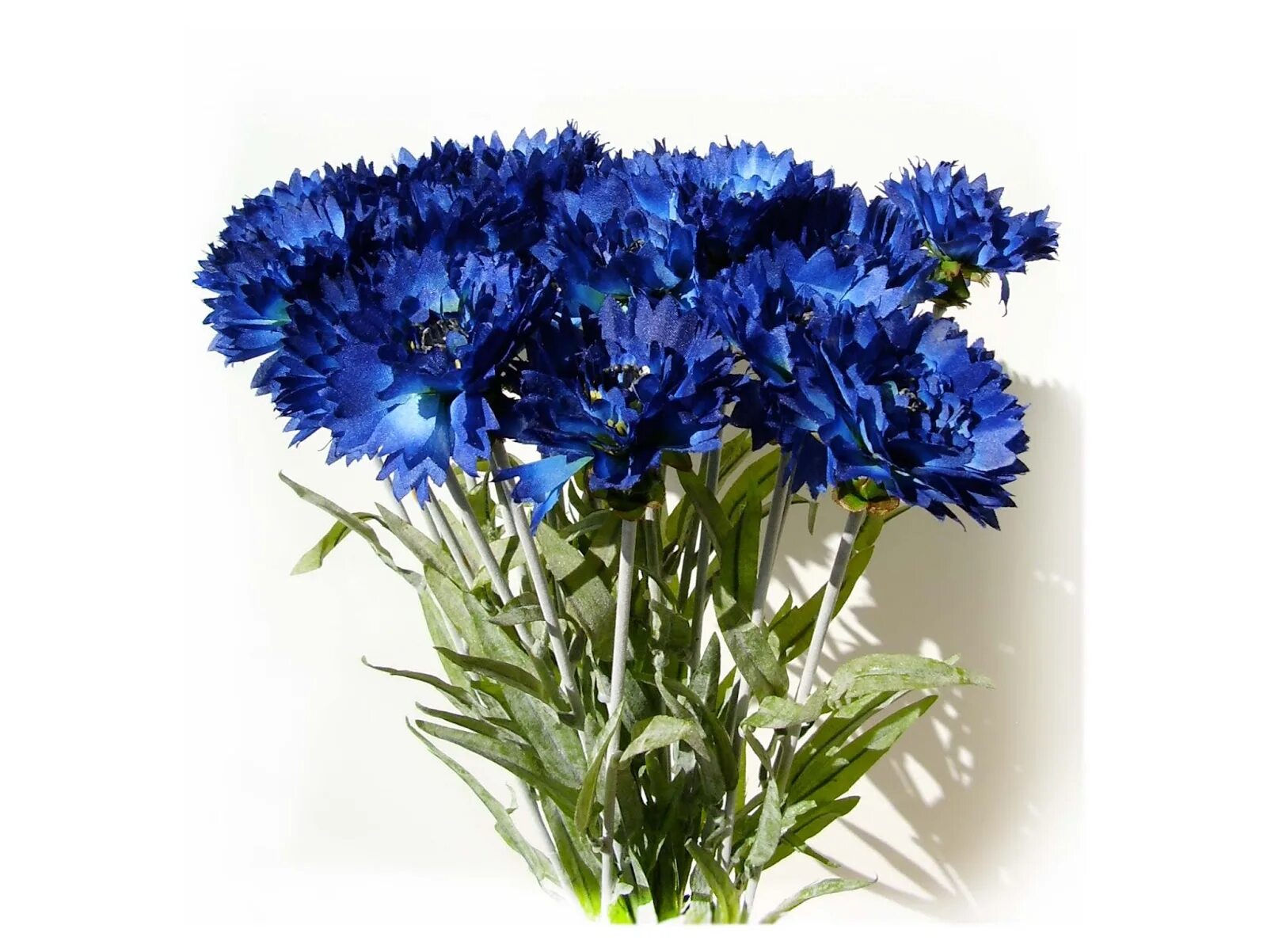 Купить васильки 74952550142. Василек полевой. Василёк Centaurea. Диантус цветы синие. Диантус голубой.