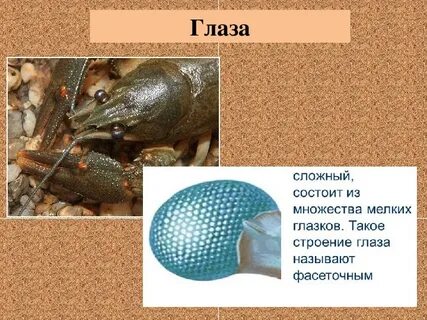 Зрение рака