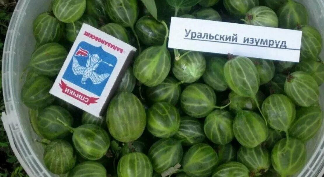 Крыжовник сорт уральский изумруд. Крыжовник бесшипный уральский изумруд. крыжовник уральский зеленый. крыжовник сорт изумрудный.