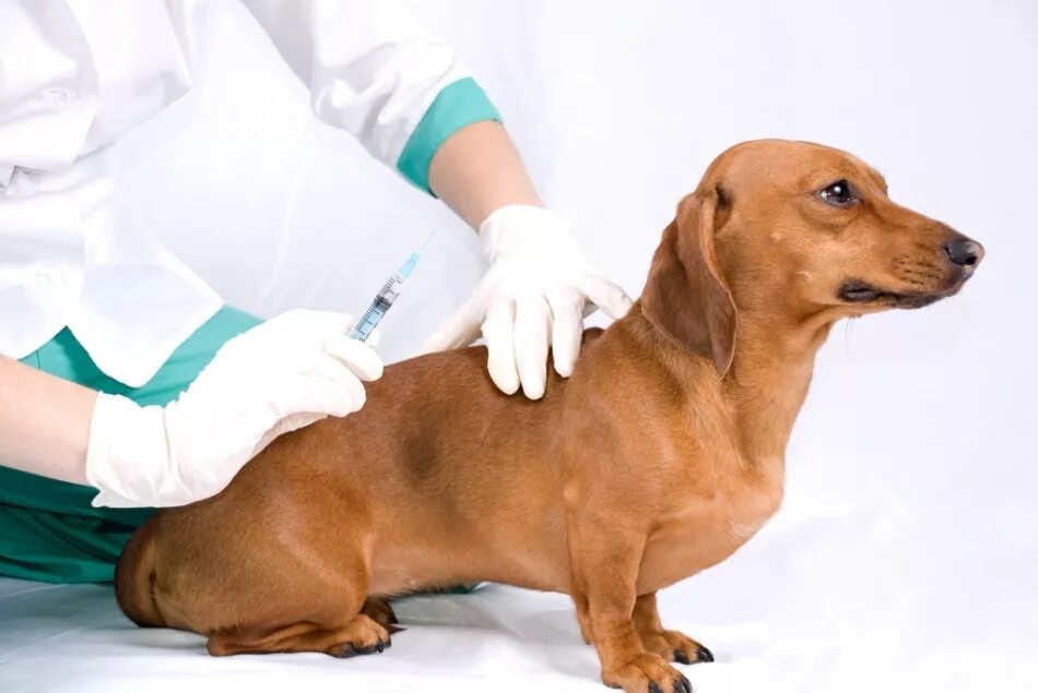 Делают ли собакам прививки от клещей. Вакцинация собак. Вакцинация собак от бешенства.